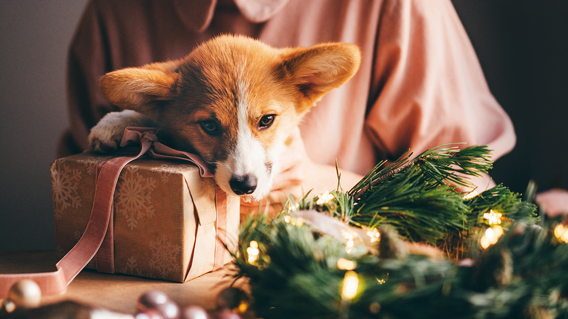 Ajutor de Crăciun: cum putem sprijini adăposturile pentru animale?