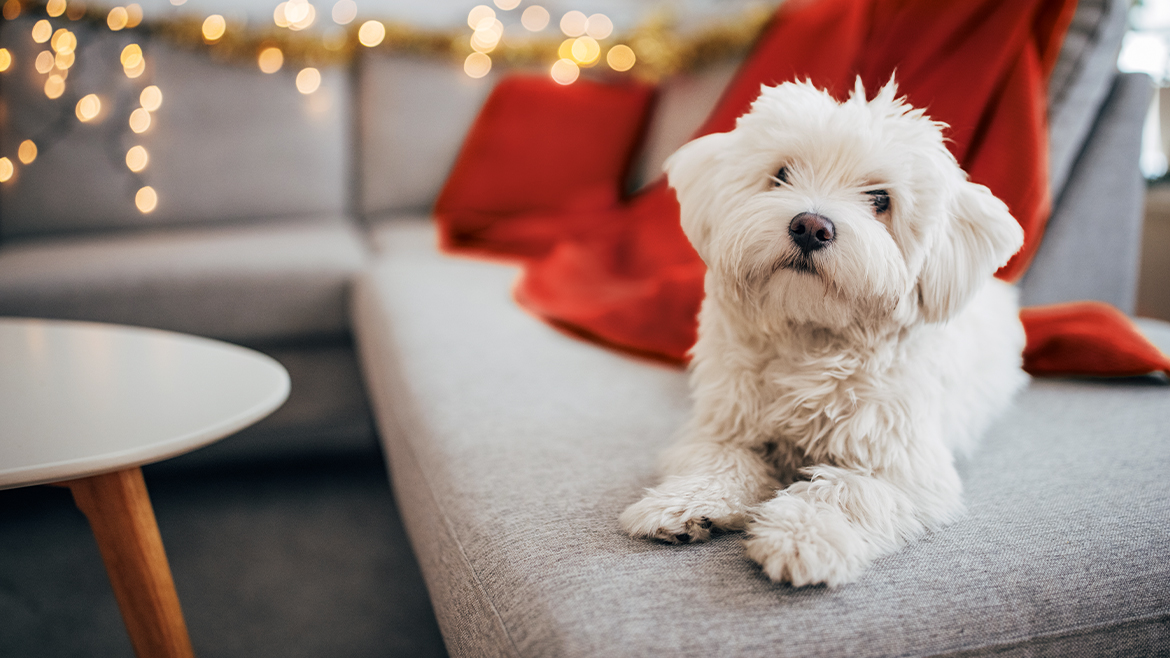 5+1 idei de cadouri pentru câinele tău!