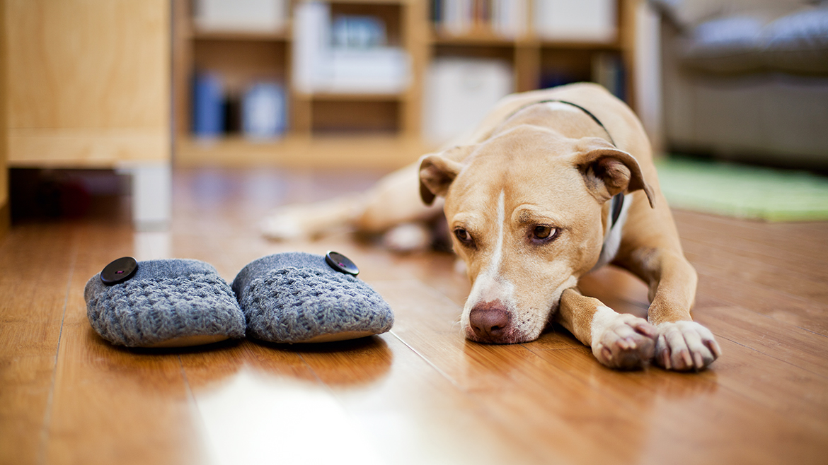 5 reguli de bază pentru dresajul câinilor