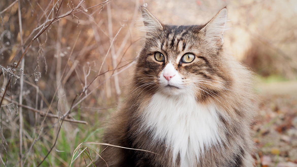 Îngrijire de toamnă pentru blana pisicii tale
