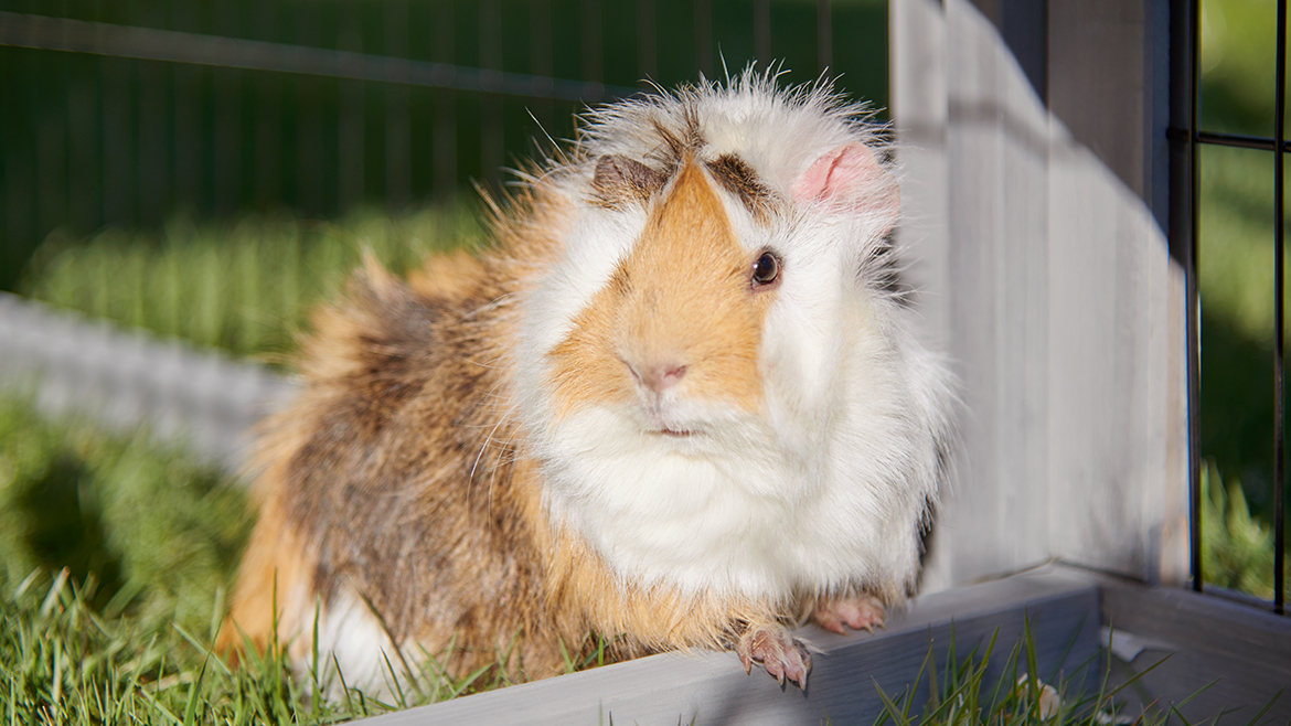 Creșterea unui porcușor de Guineea