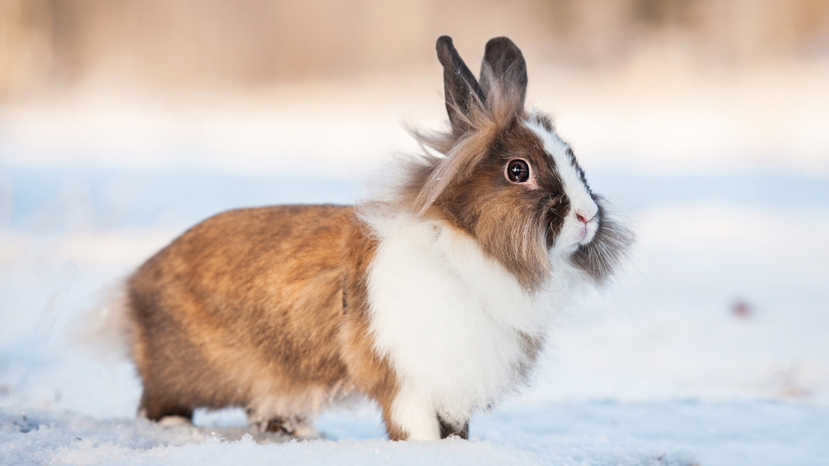 Rezoluții de Anul Nou pentru iubitorii de rozătoare