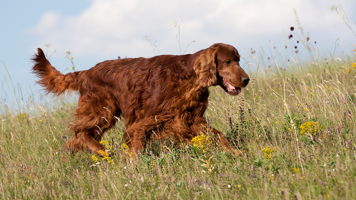 Idei practice pentru îngrijirea blănii câinelui
