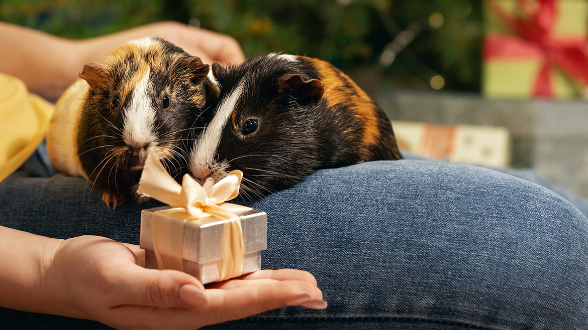 5+1 Surprize de Crăciun pentru blănoșii mici