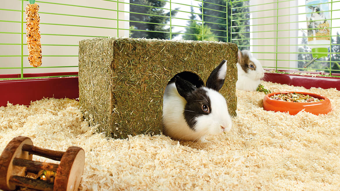 Cum alegem așternutul potrivit pentru rozătoarea noastră?