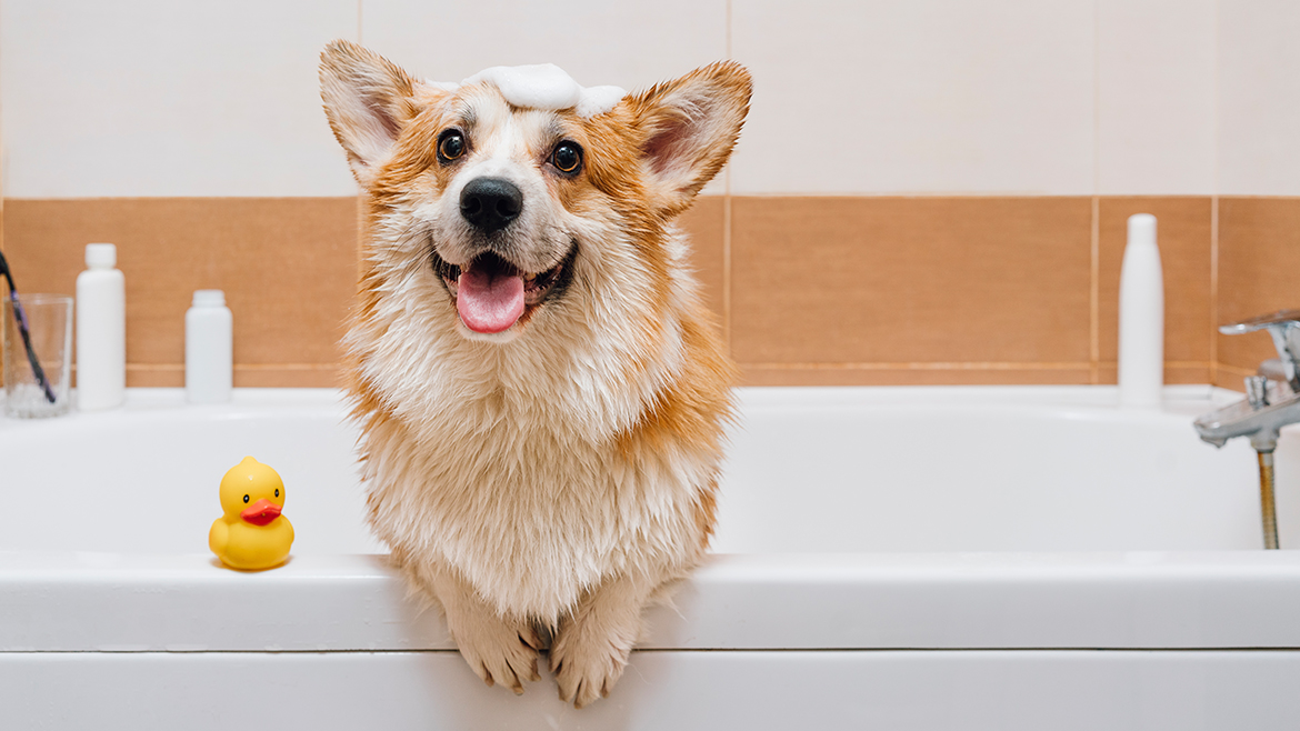 Pot să îi fac baie câinelui în timpul iernii?