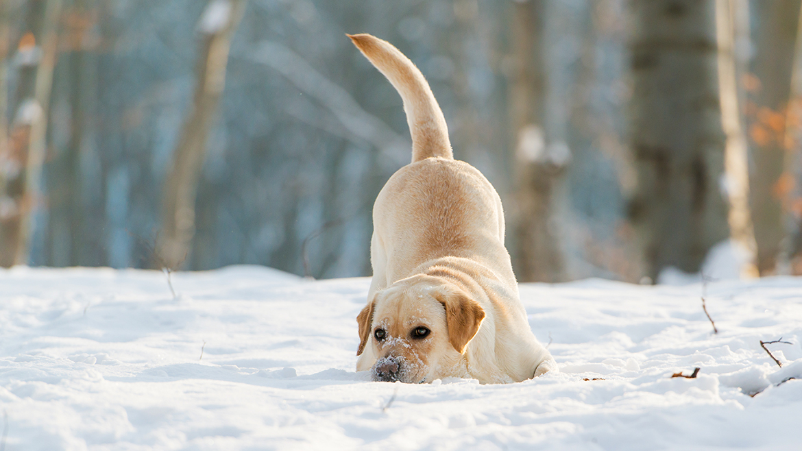 Cum să protejăm lăbuțele câinelui iarna?