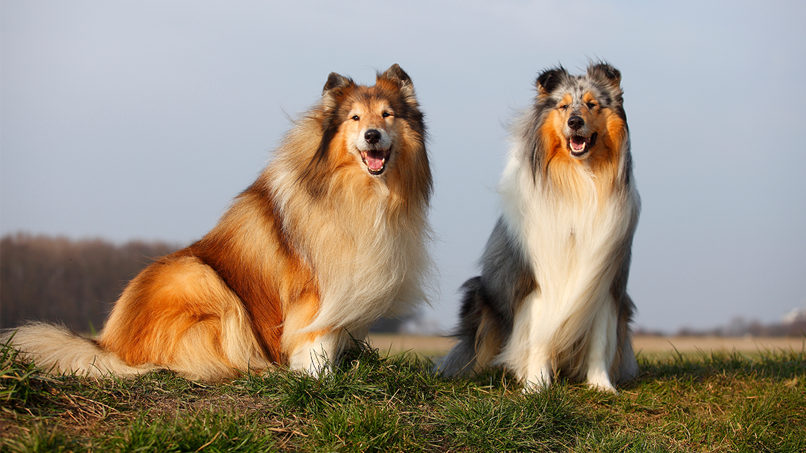 Cele mai bune suplimente nutritive pentru câini