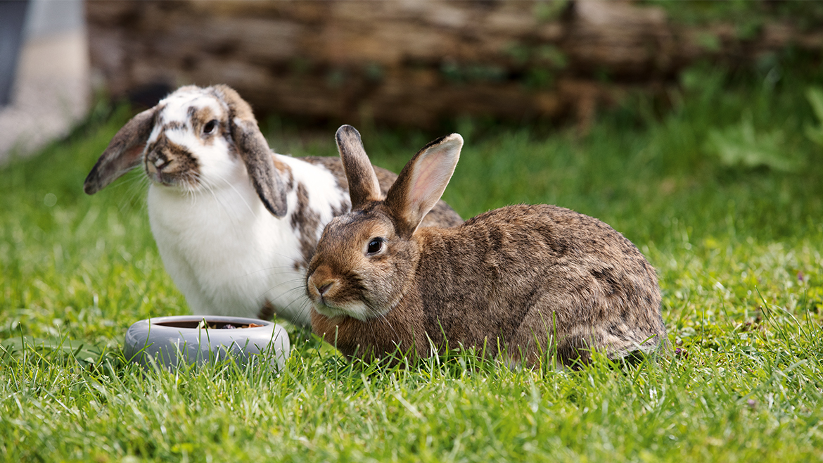 Cele mai populare 3 rase de iepuri