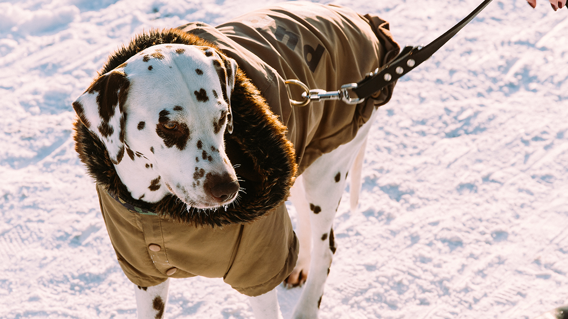 Plimbarea câinelui în lunile de iarnă