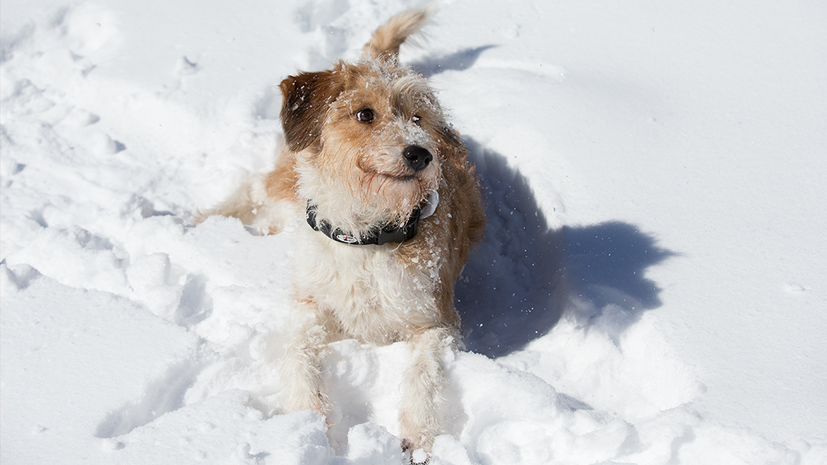 Cum să pregătești căsuța câinelui pentru iarnă?