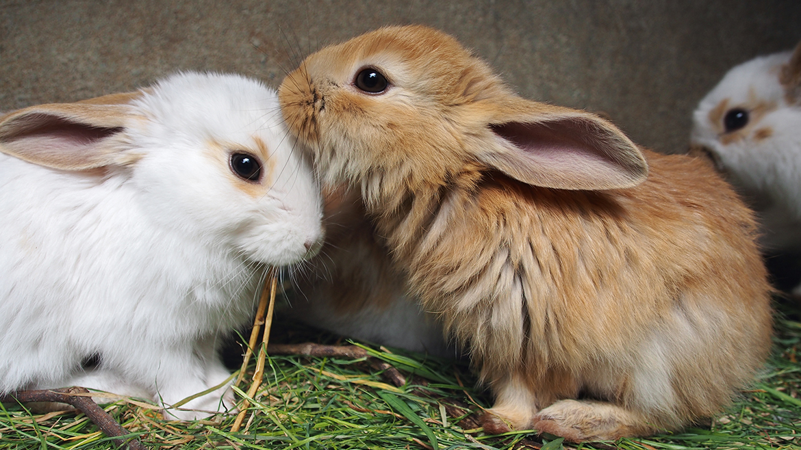Limbajul corpului - ce încearcă să ne spună iepurii?
