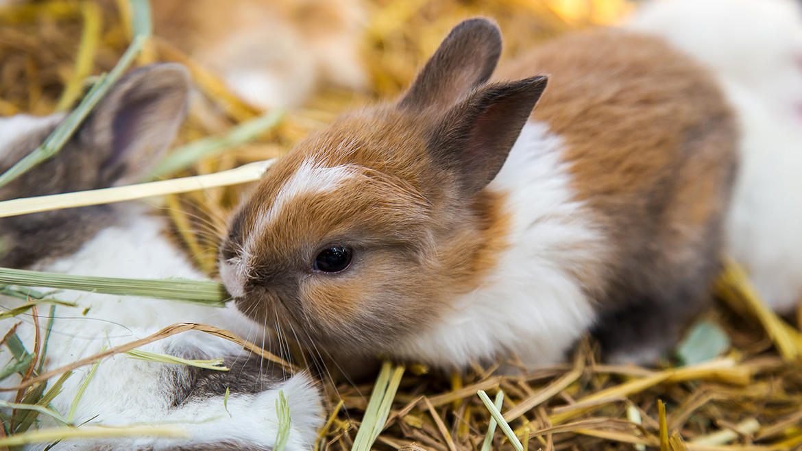 Cum câștigăm încrederea rozătoarelor?