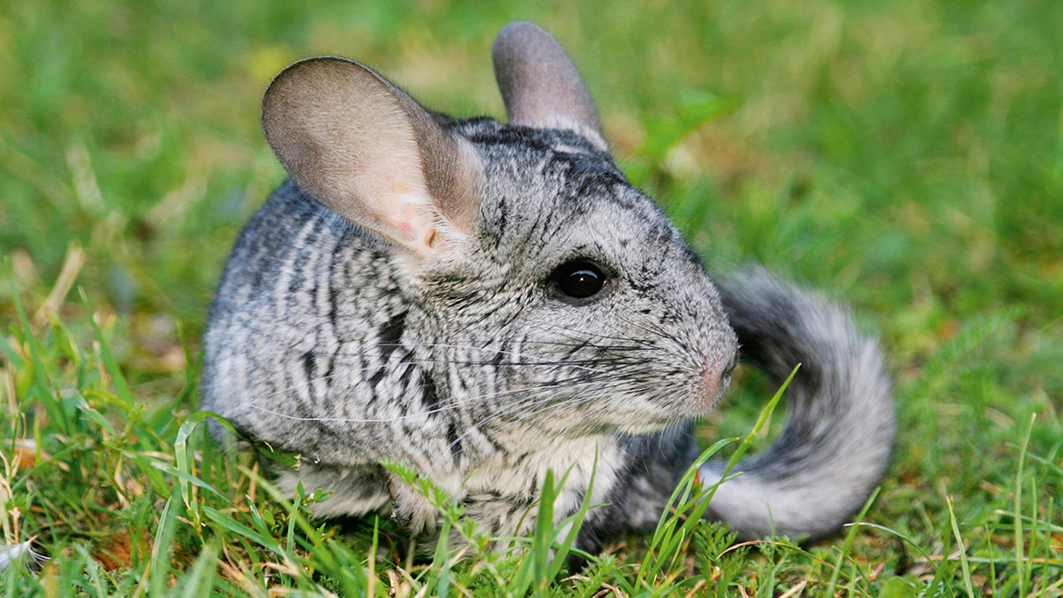 5+1 lucruri pe care nu le știai despre șinșila!