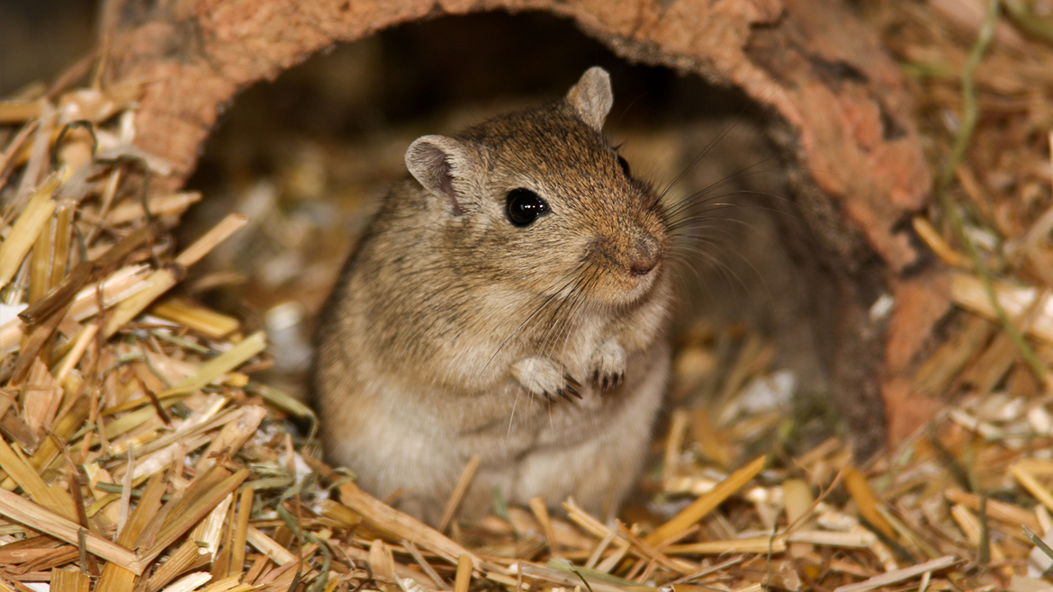 Concepții greșite despre șoareci