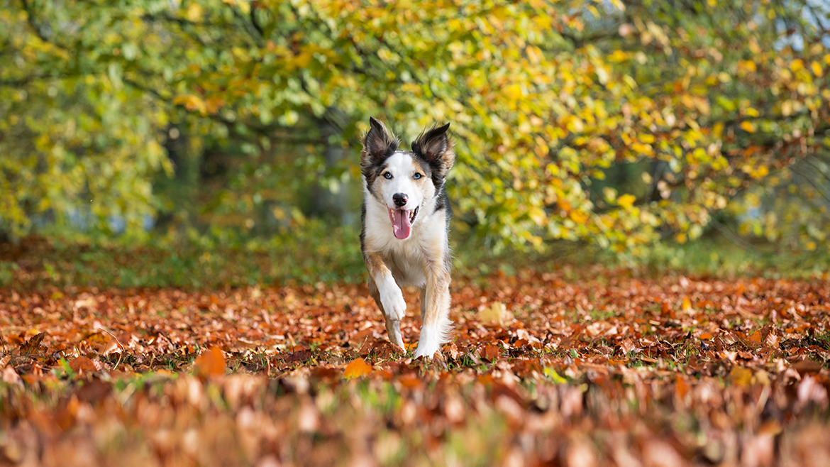 La ce ar trebui să fim atenți în timpul unei drumeții în pădure cu câinele nostru?