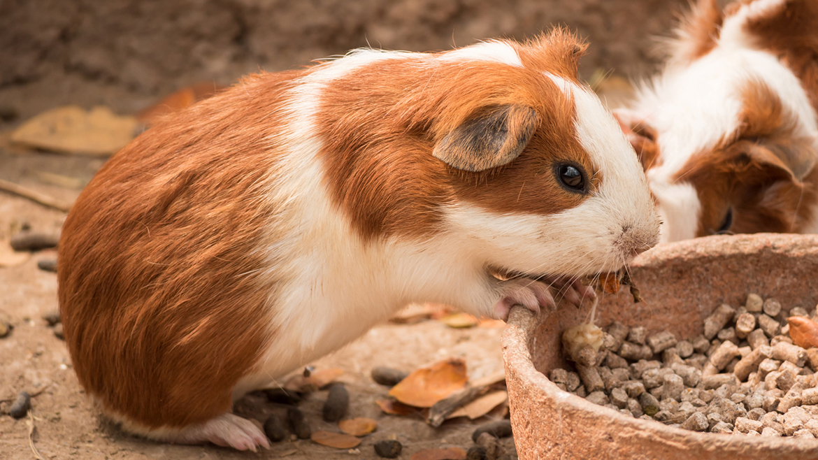 Și rozătoarele pot fi stresate?