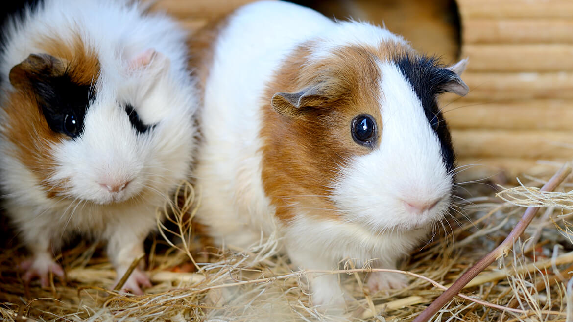 5 motive pentru care porcușorii de Guineea sunt animăluțe grozave