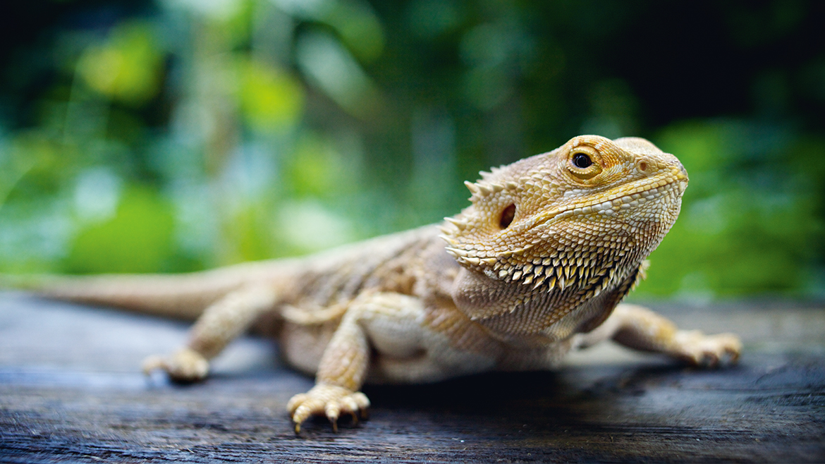 5 sfaturi pentru ca terariul să fie rezistent la evadare!