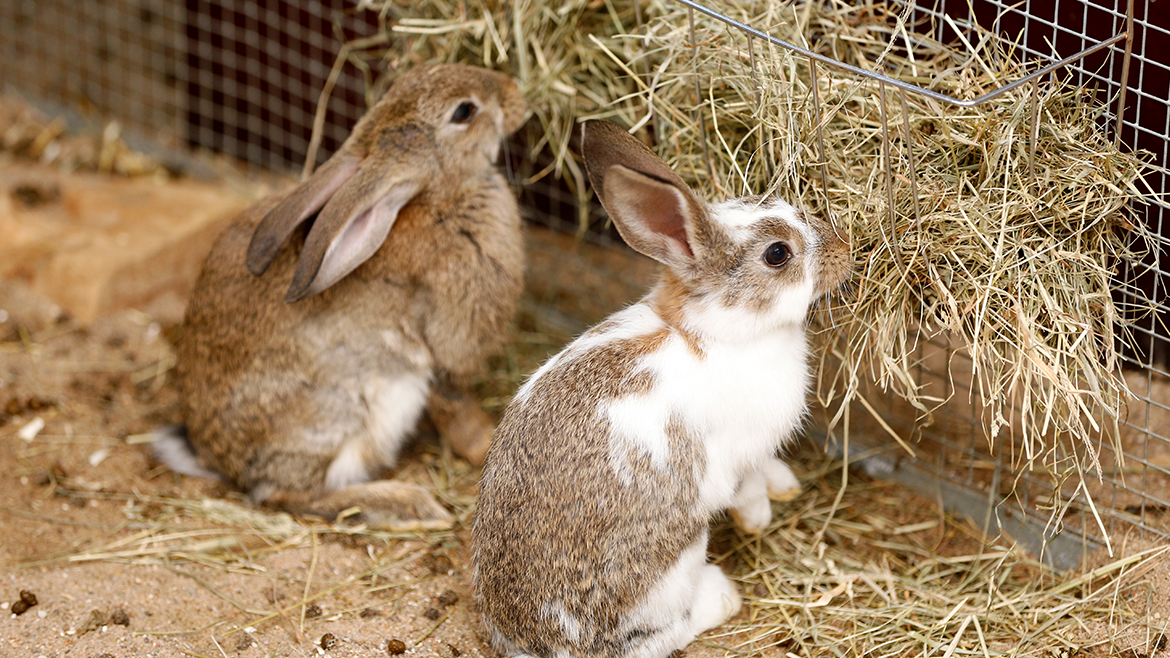 Ce trebuie să știm despre îngrijirea dentară a rozătoarelor?