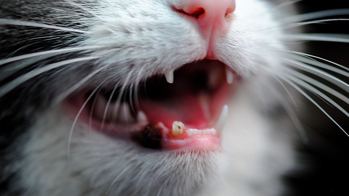 Cum să ai grijă de dantura pisicii tale?