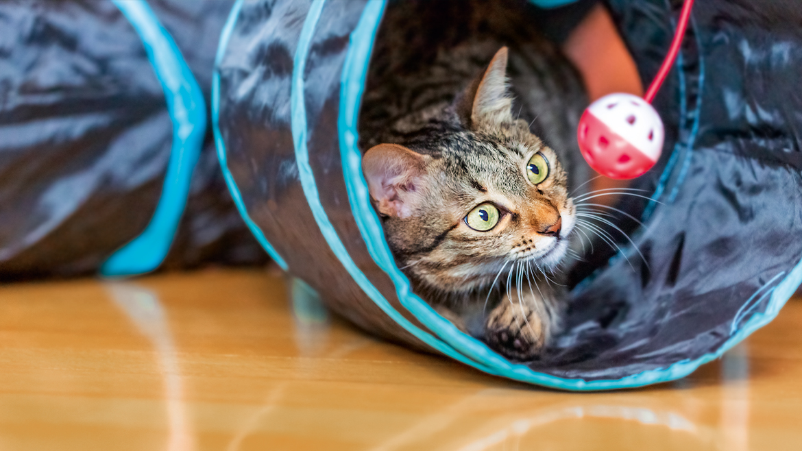 Ce jucării să alegi pentru pisica ta?