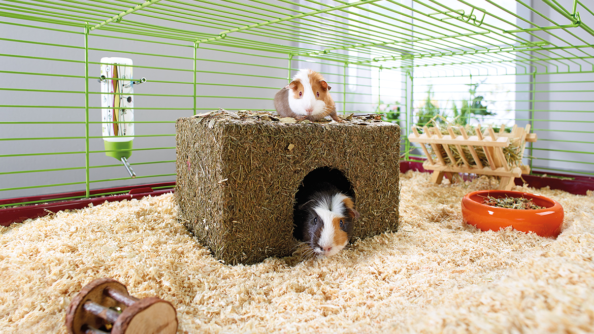 Rozătoare sănătoase în timpul iernii