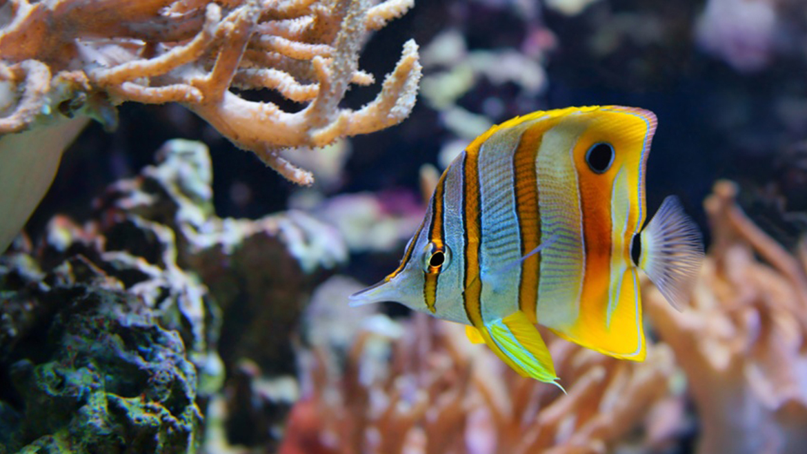 Decorațiuni de Crăciun în acvariu?