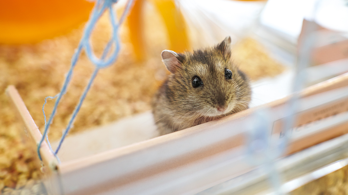 5 sfaturi pentru casa de vis a micuțului tău prieten!