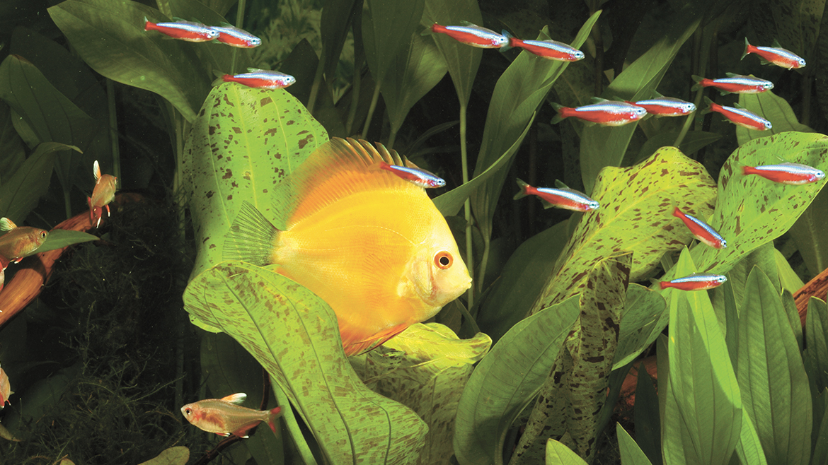 E bolnav peștele meu? Cele mai frecvente simptome