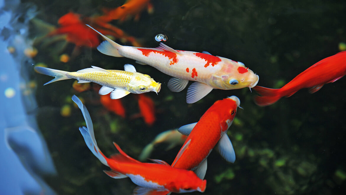 Cum să decorăm iazul din grădină?