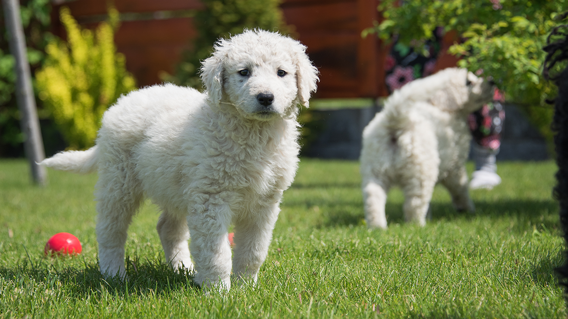 Hrănirea cățelușilor