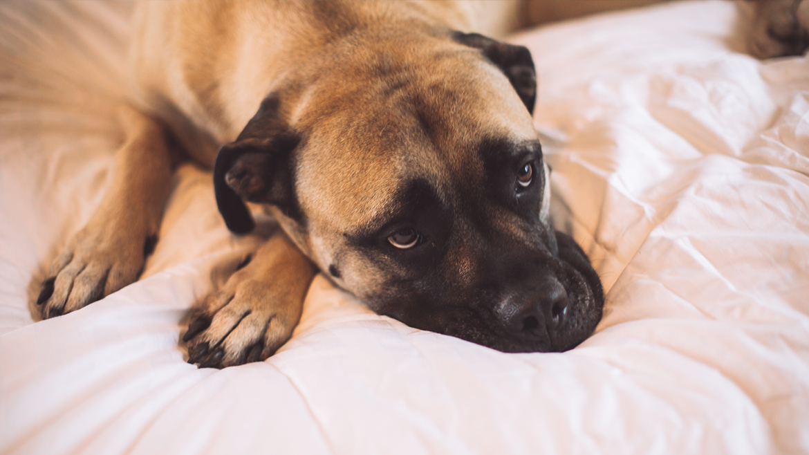 Ce să faci dacă câinele tău a mâncat otravă?