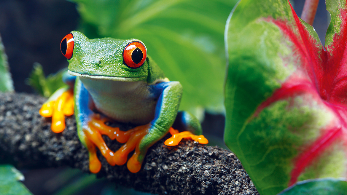 O broască ca animal de companie?