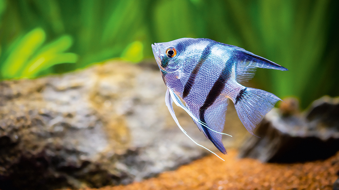 5 sfaturi despre cum să îți amenajezi primul acvariu!