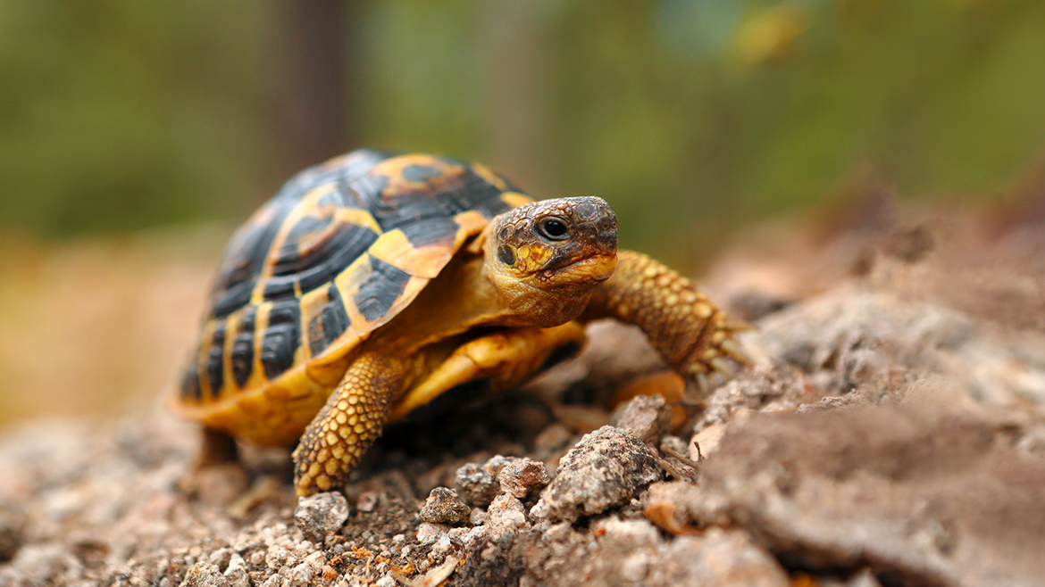 Practici de iarnă: hibernare și poziție rigidă