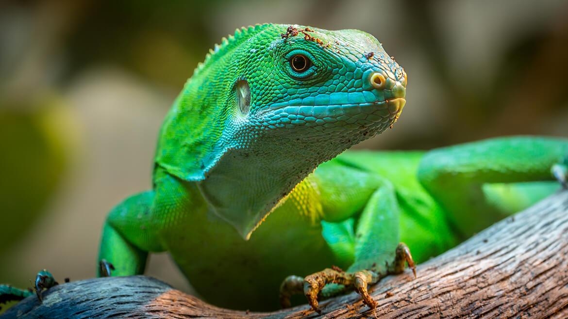 3+1 sfaturi pentru începătorii în terraristică
