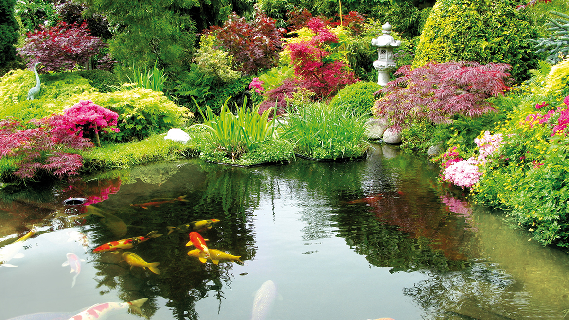 Reînvierea iazului de grădină