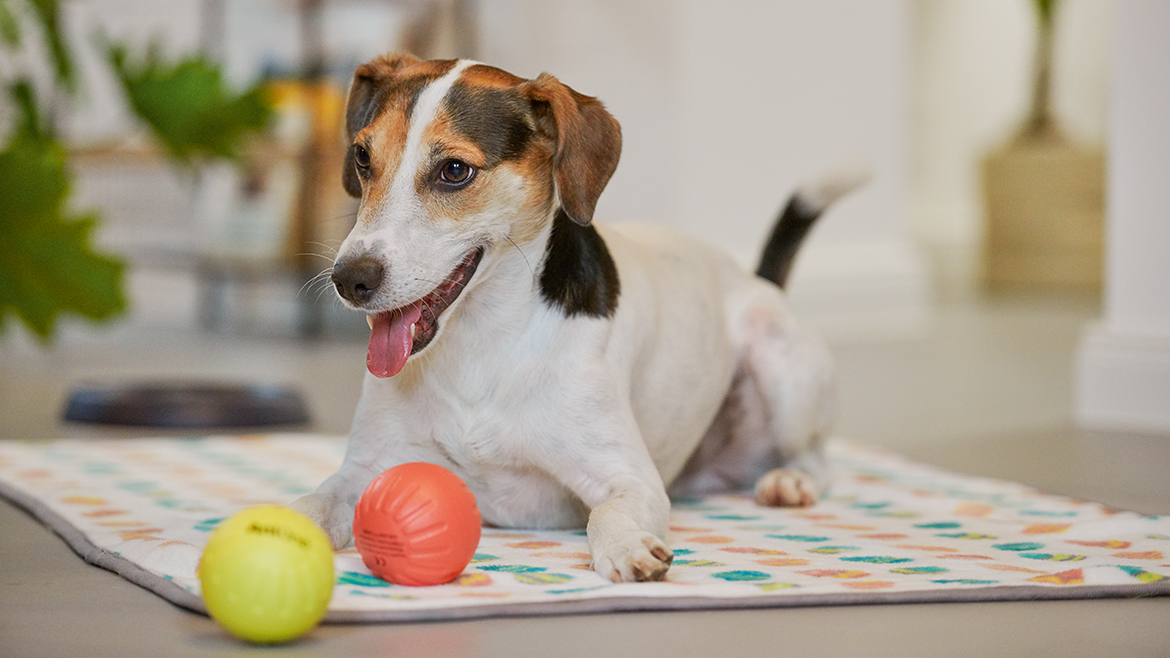 Păstrarea câinilor: în aer liber sau în interior?