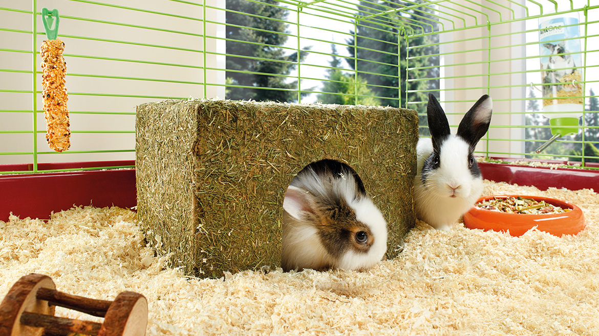 5 sfaturi pentru a face casa micuței tale rozătoare perfectă!