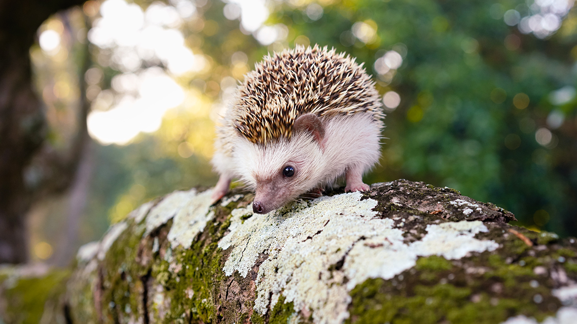 Îngrijirea ariciului pitic african în timpul iernii