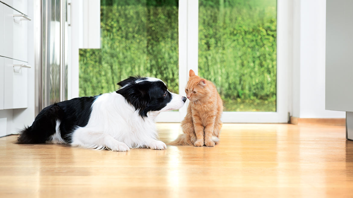 Cum să ne pregătim pentru primirea unui nou animăluț?