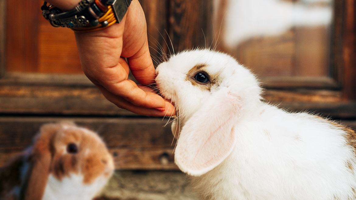 5 sfaturi pentru deținătorii de iepuri