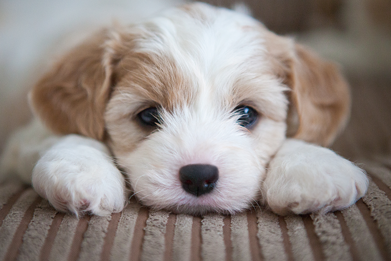 Limbajul corporal al câinelui: informații și sfaturi