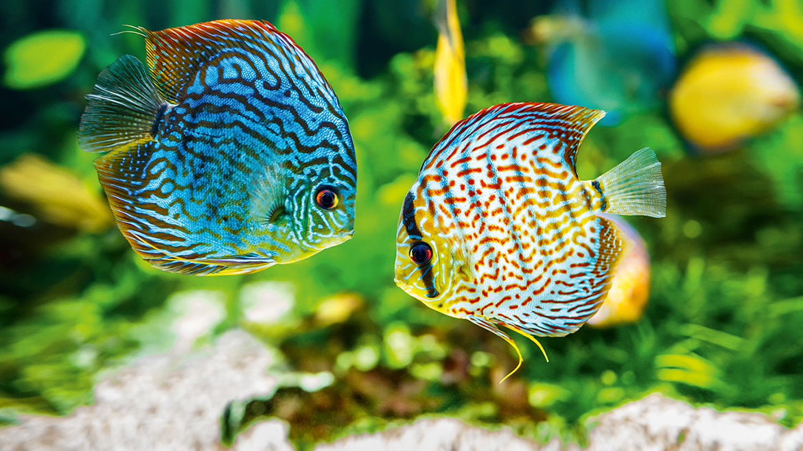 Decorațiuni de primăvară pentru acvariu