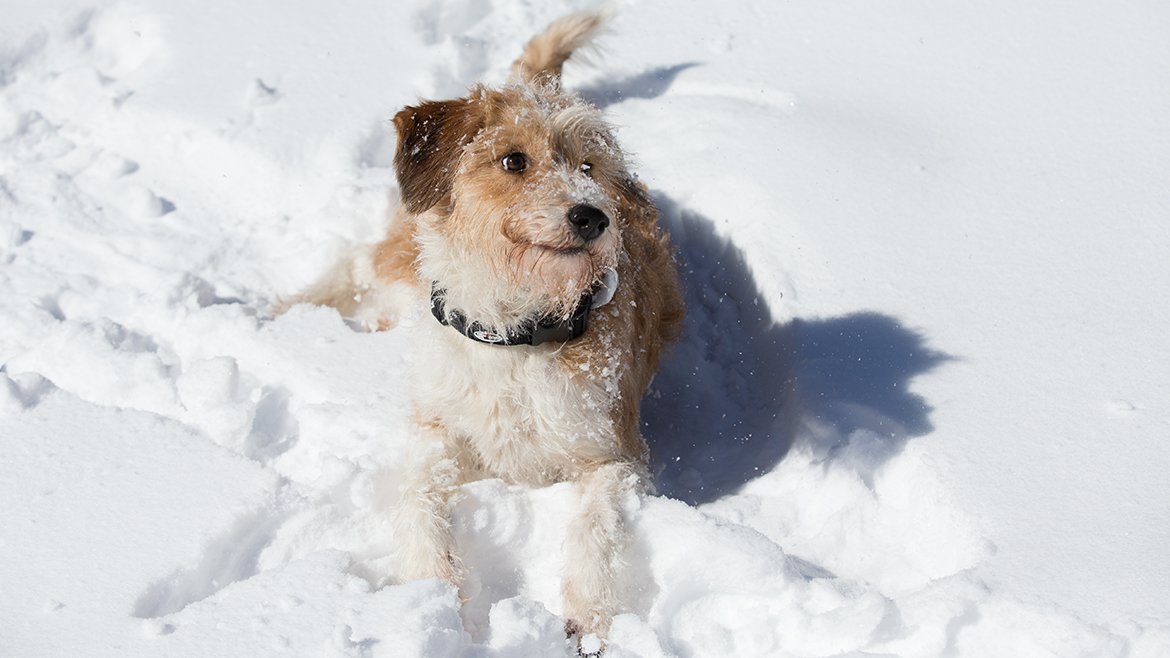 Aventuri de grădină pentru câini în februarie