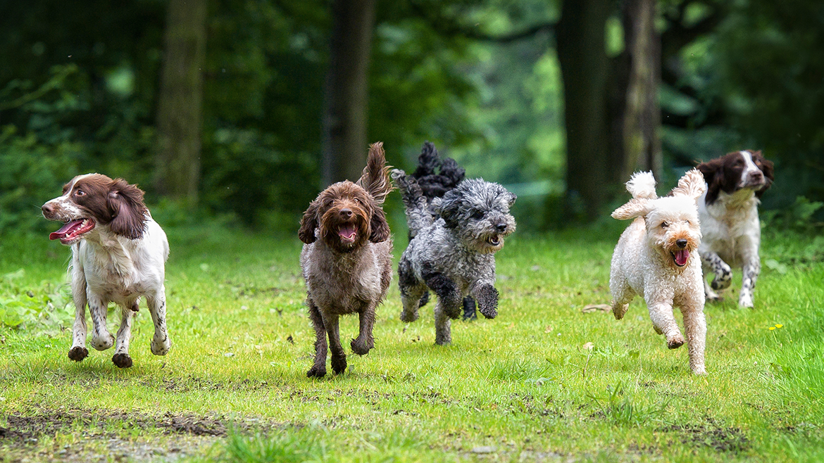 Cum să alegem rasa de câine?