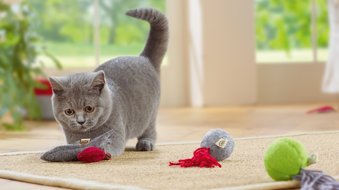 Jucăriile lunii pentru pisicile de interior