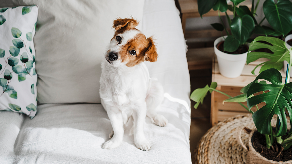 Anxietatea de separare la câini