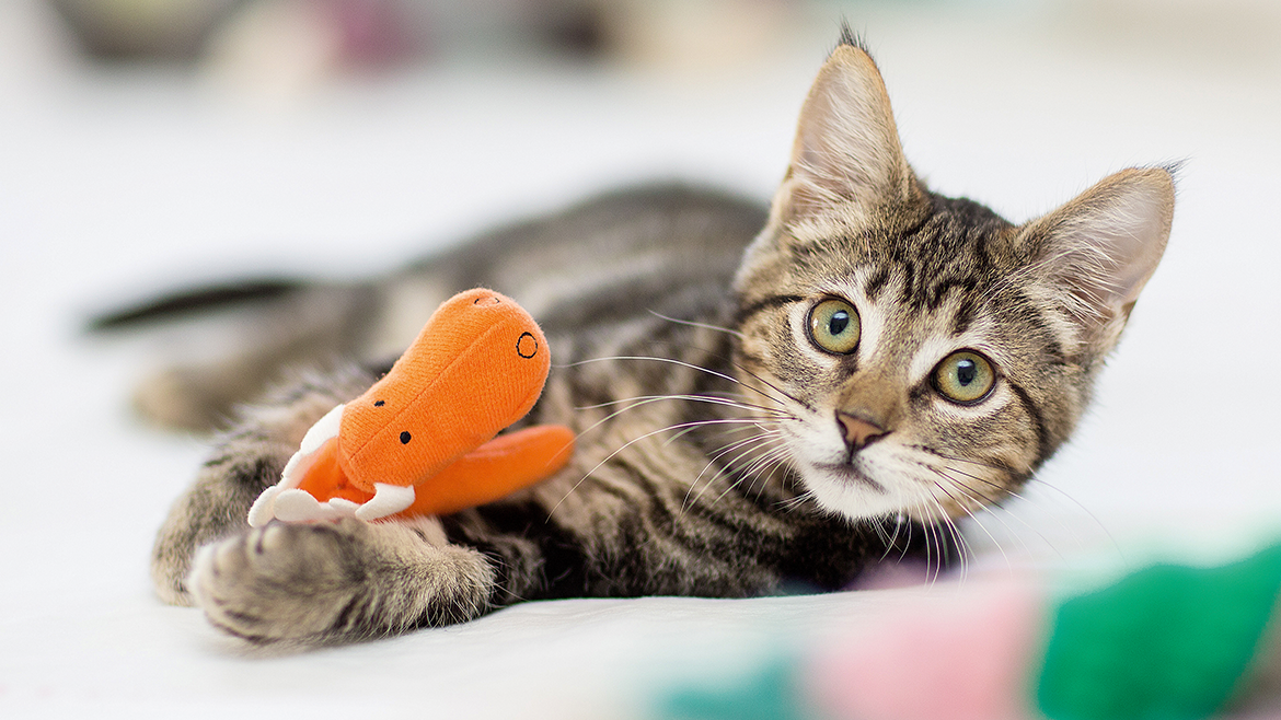 Ce este iarba mâței (catnip)?